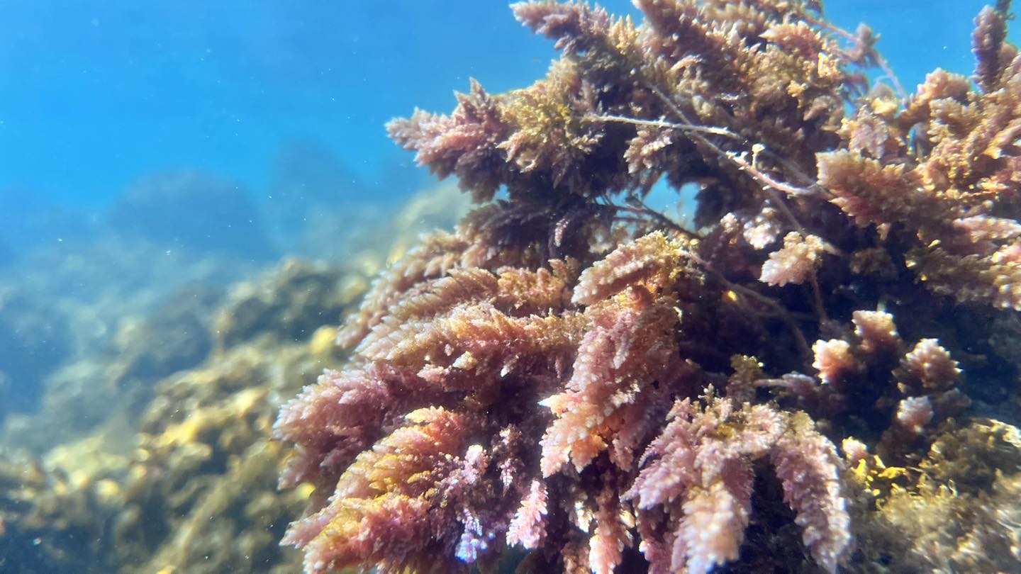 L''Asparagopsis taxiformis, l''alga antimetano